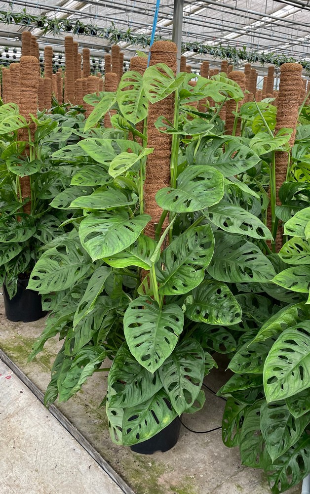 Philodendron OBLIQUA palo 100 v